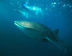 Seychelles Whale Shark encounter by Viora Alessio 